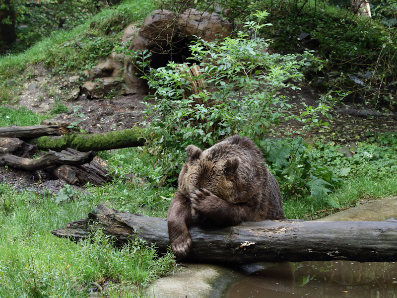 Zoogdieren